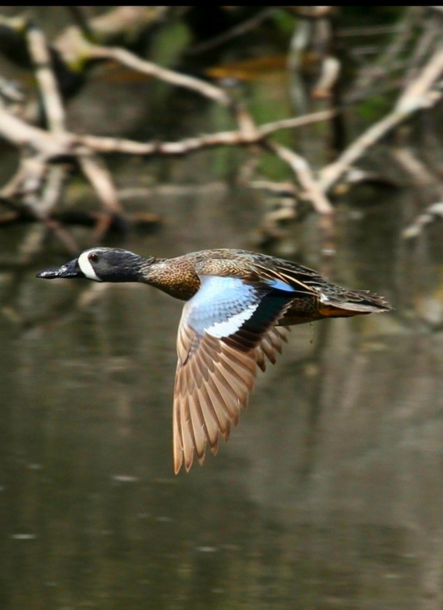 Blue-winged Teal - ML618049960