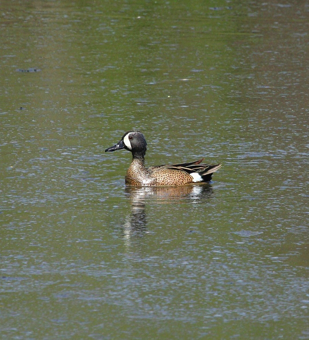 Blue-winged Teal - Curt Fisher