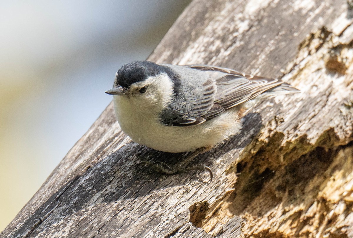White-breasted Nuthatch - ML618049975