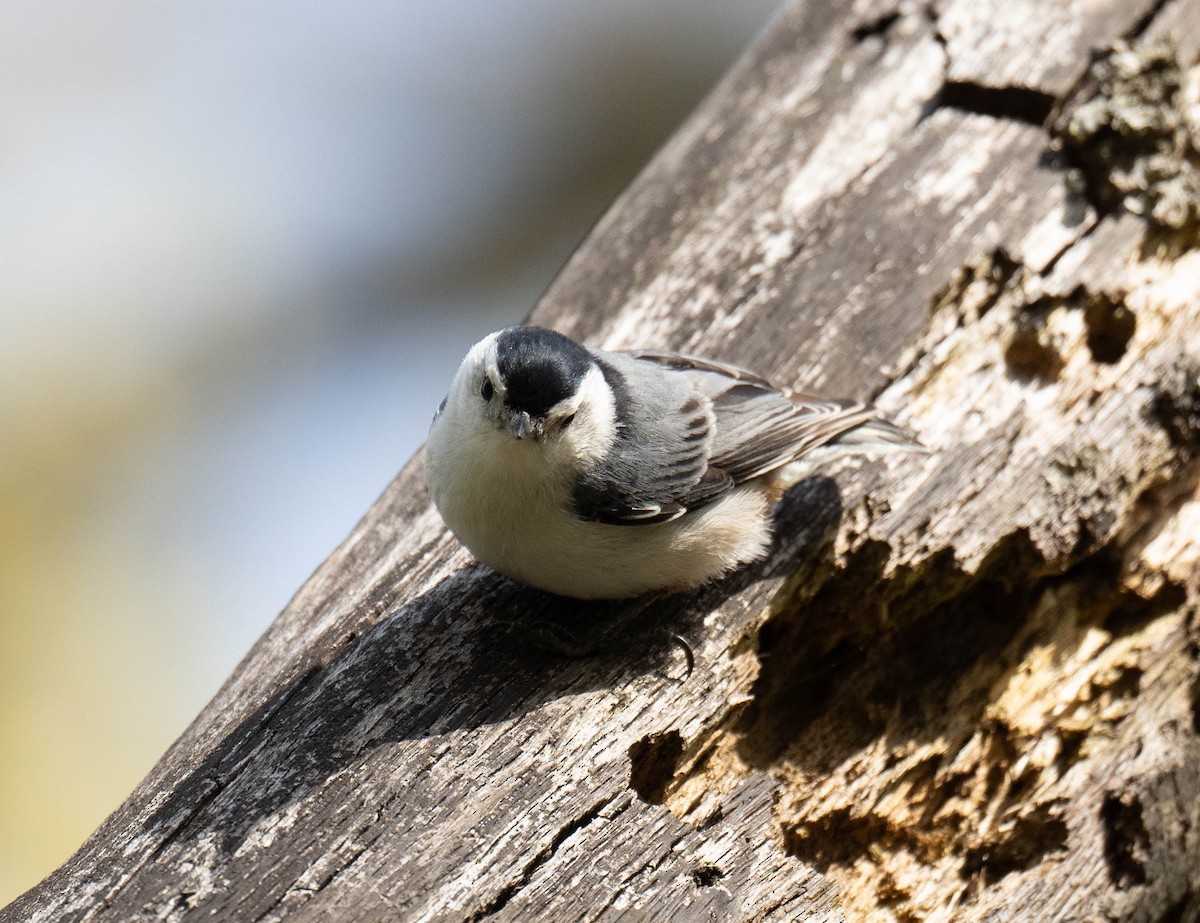 White-breasted Nuthatch - ML618049976