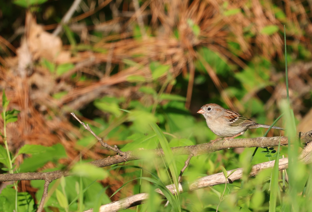 Field Sparrow - ML618049997