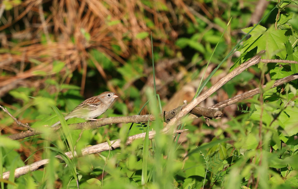 Field Sparrow - Ezra H