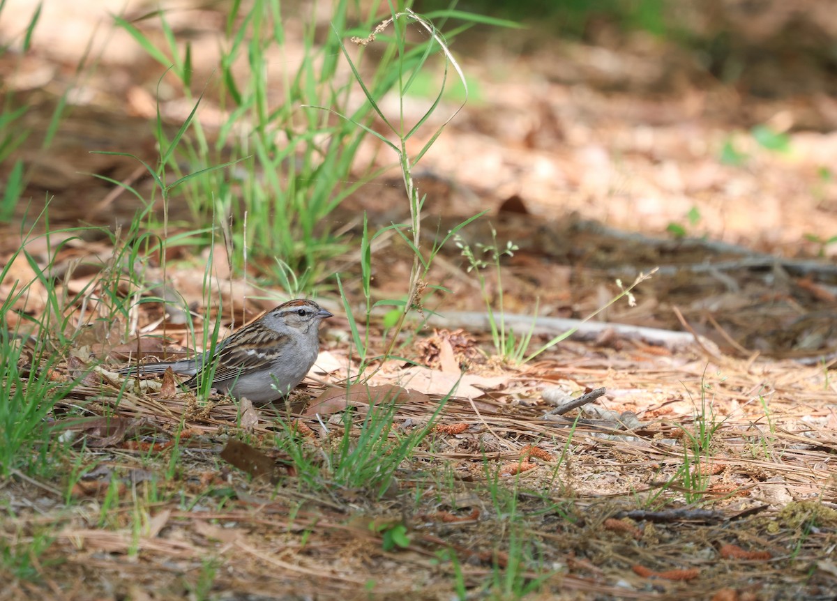 Chipping Sparrow - ML618050055
