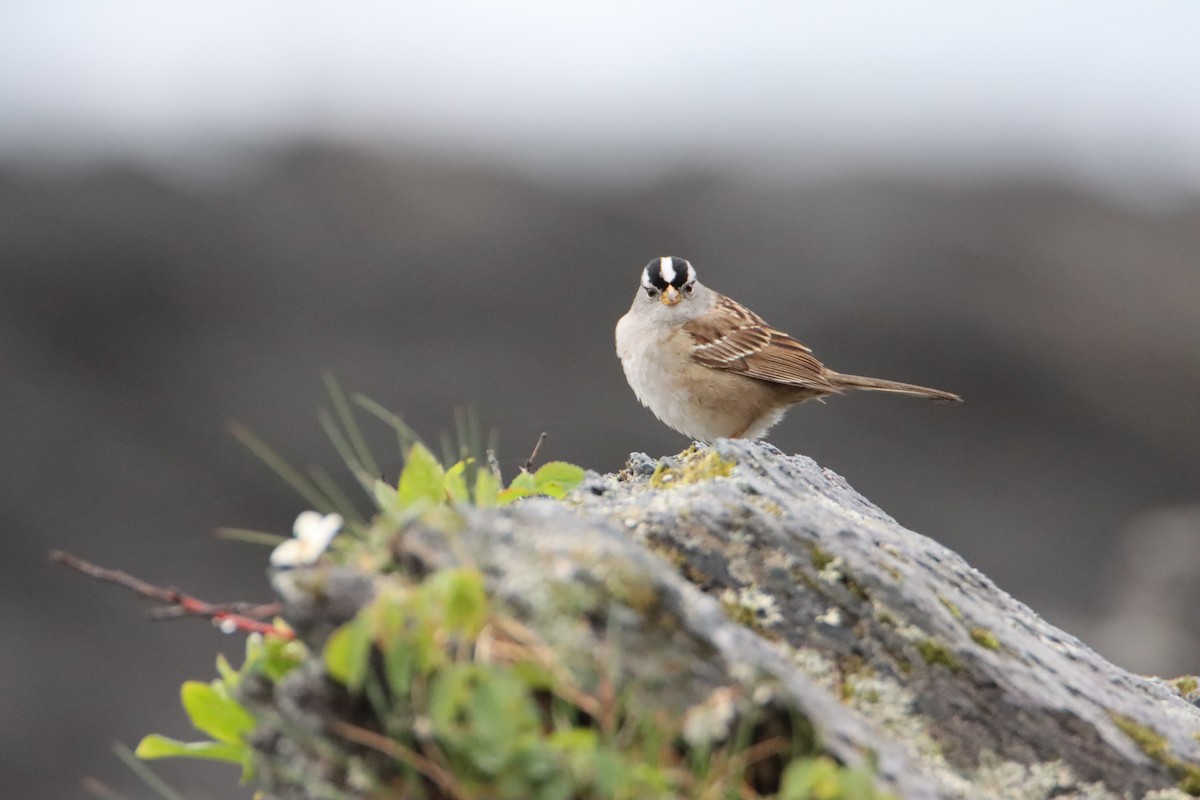 White-crowned Sparrow - ML618050059