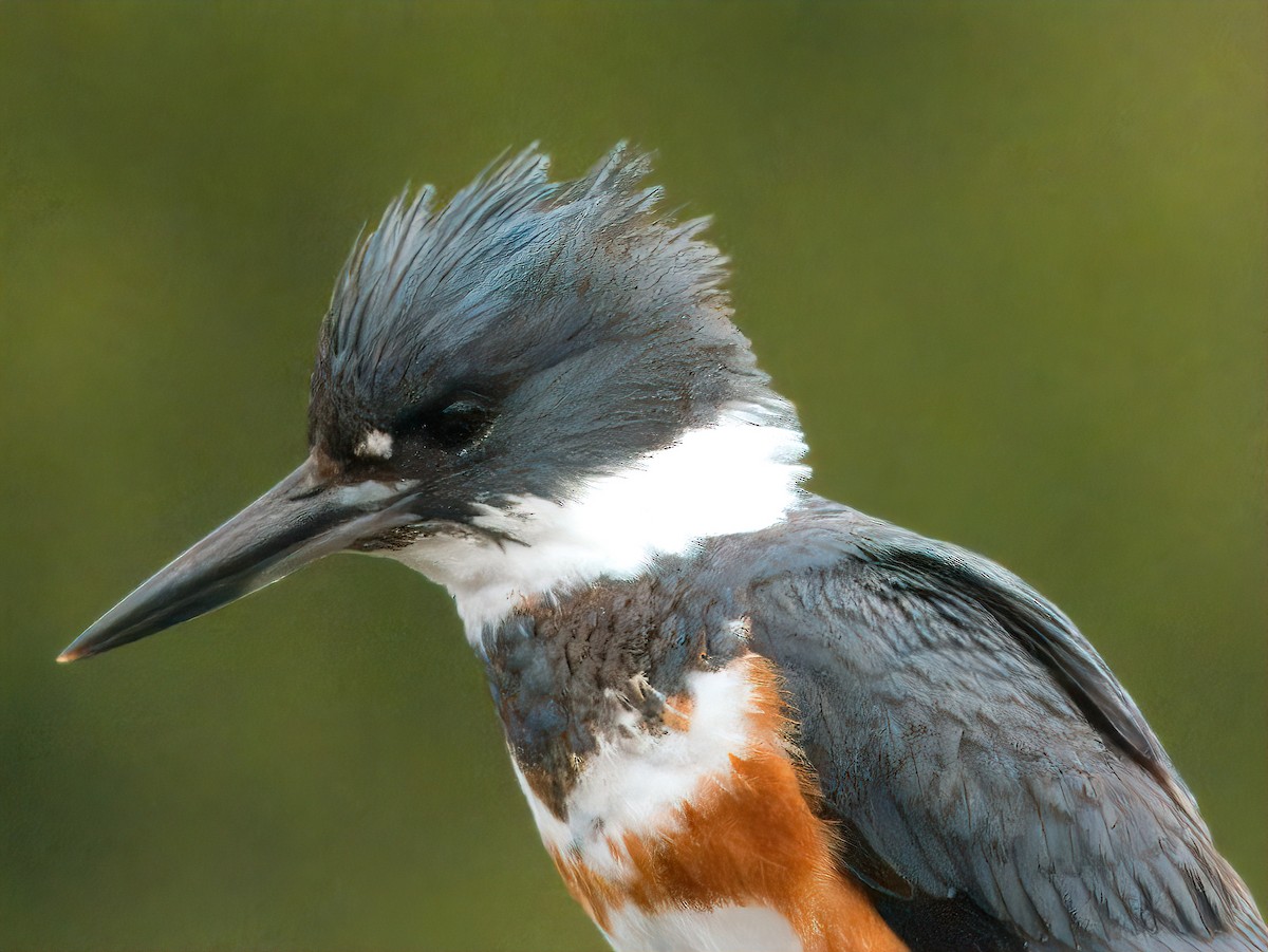 Belted Kingfisher - ML618050063