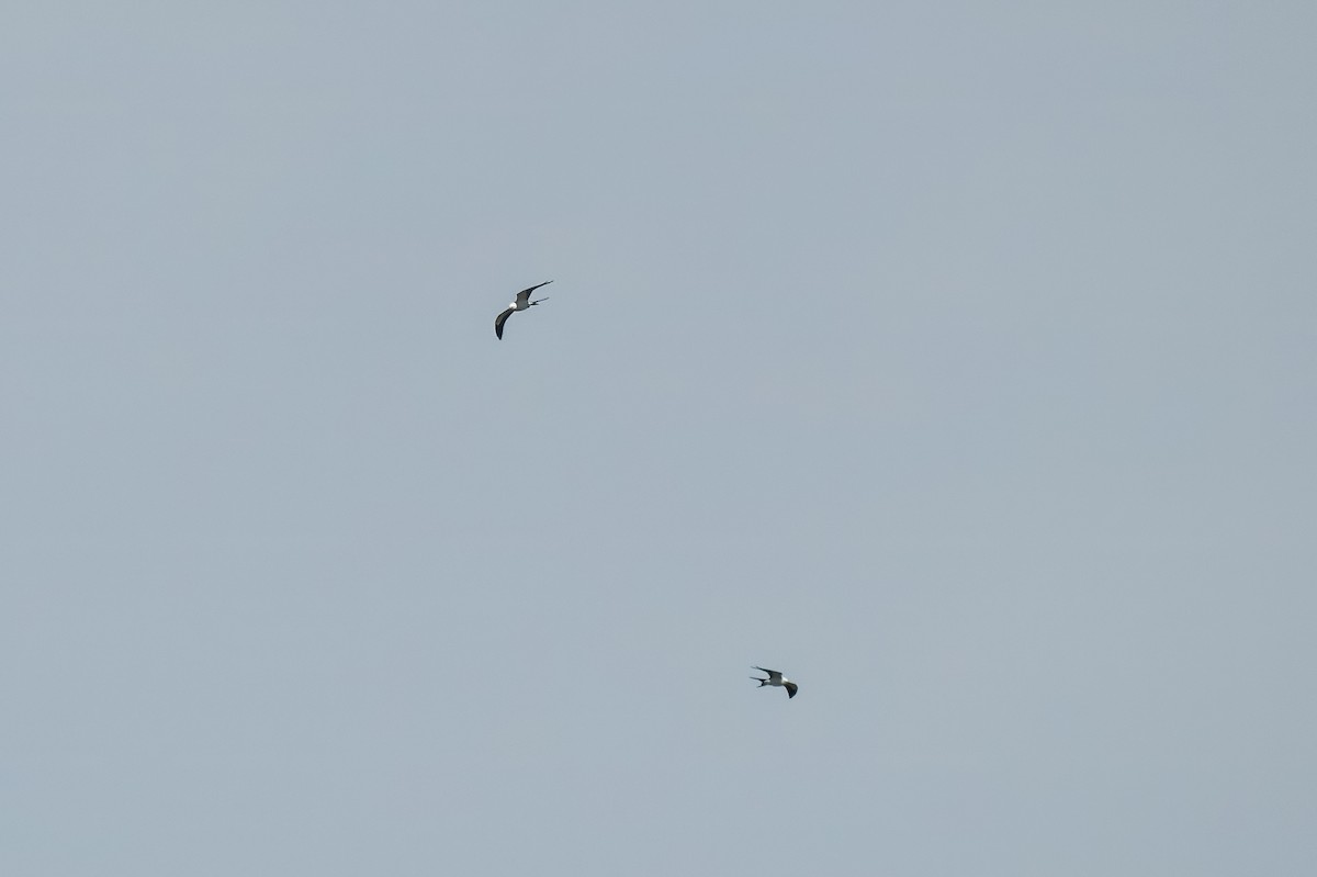 Swallow-tailed Kite - ML618050064