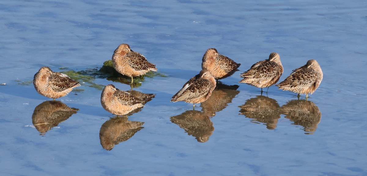 Long-billed Dowitcher - ML618050088