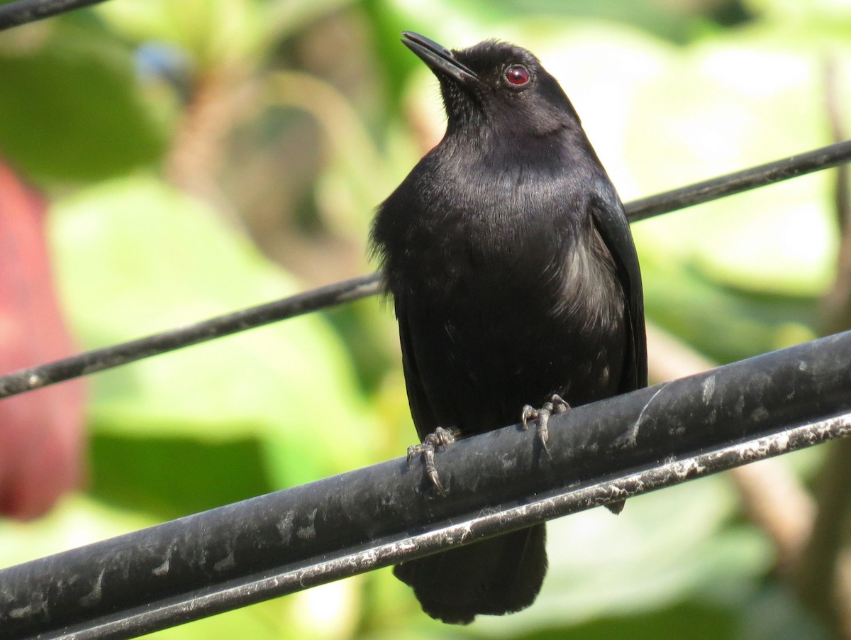 Black Catbird - ML618050094