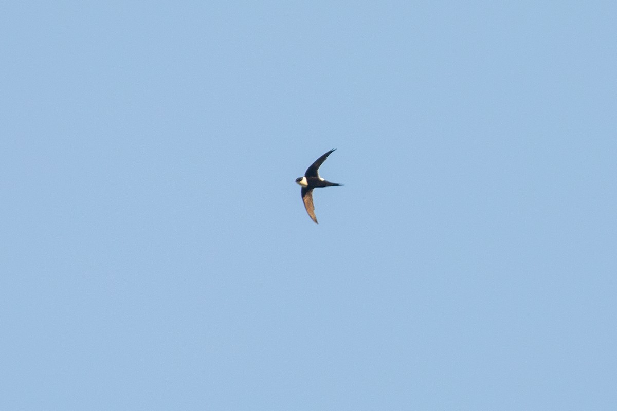 Lesser Swallow-tailed Swift - Matt Sim