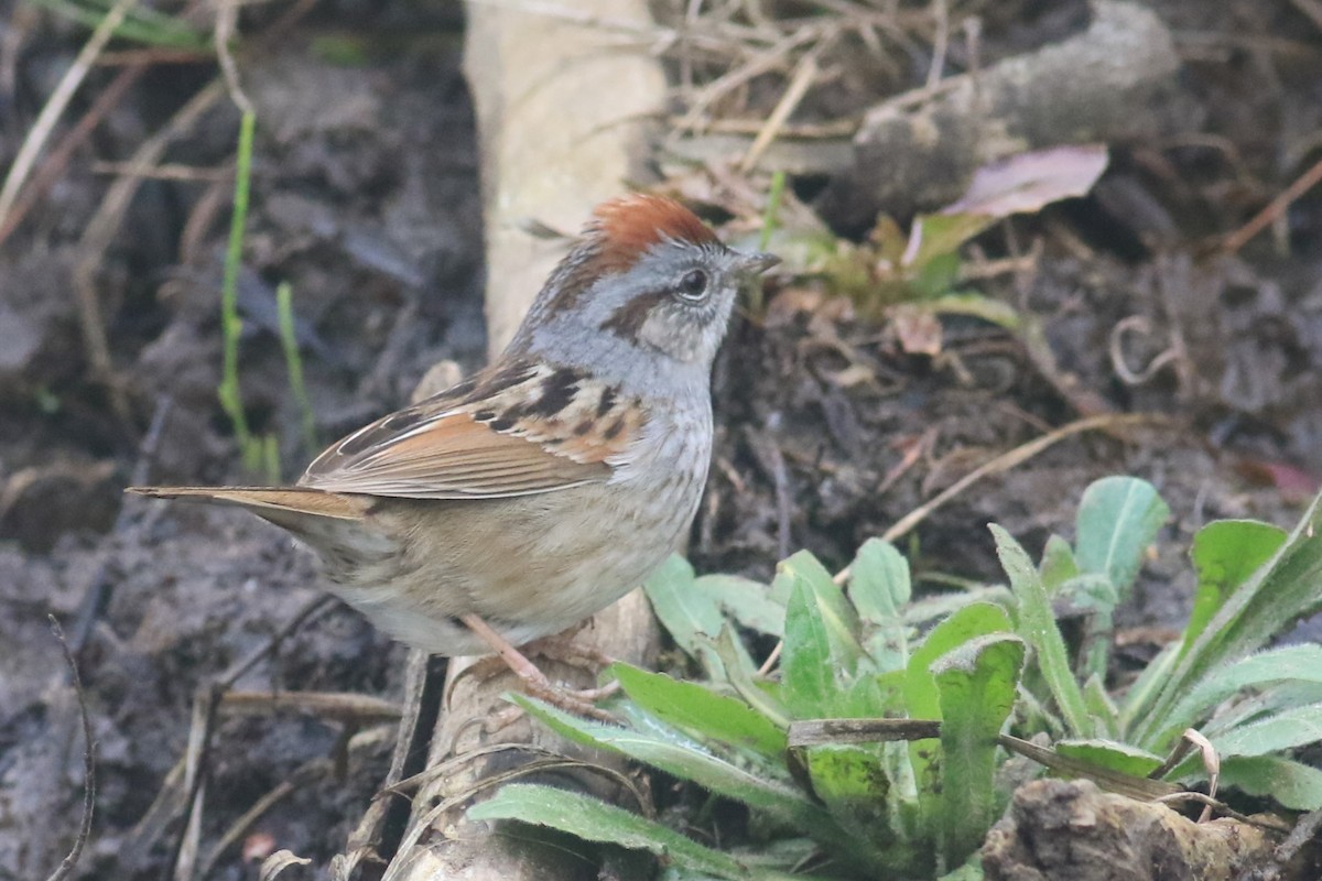 Swamp Sparrow - ML618050101