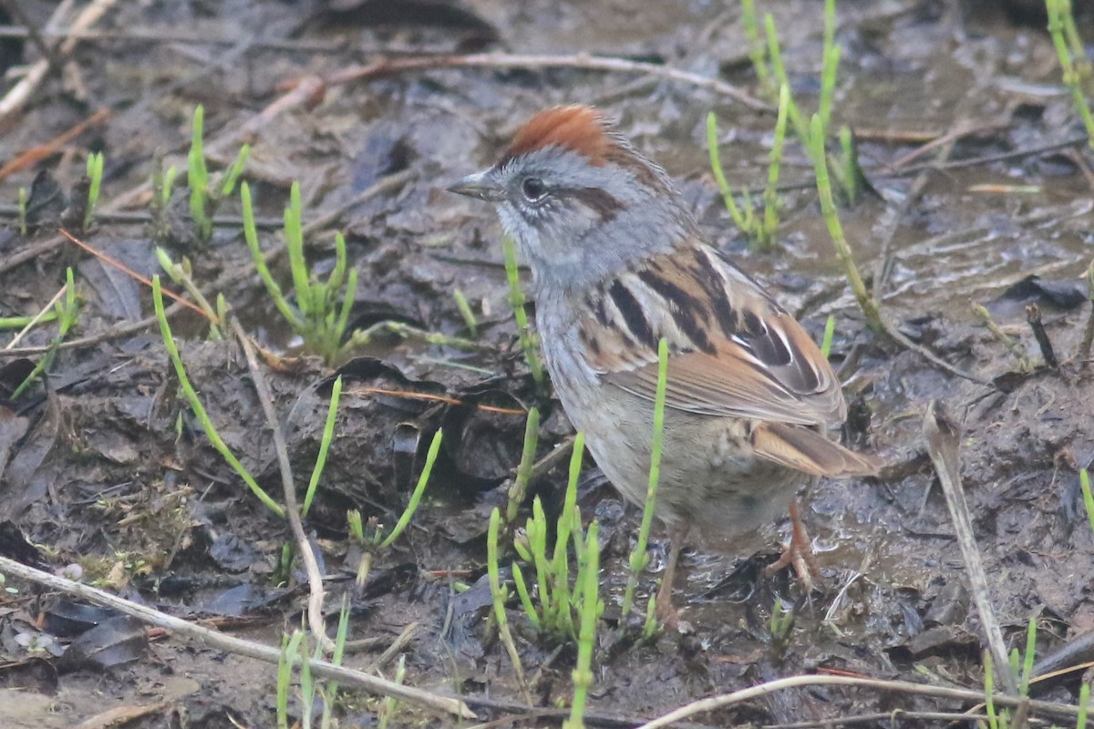 Swamp Sparrow - ML618050102