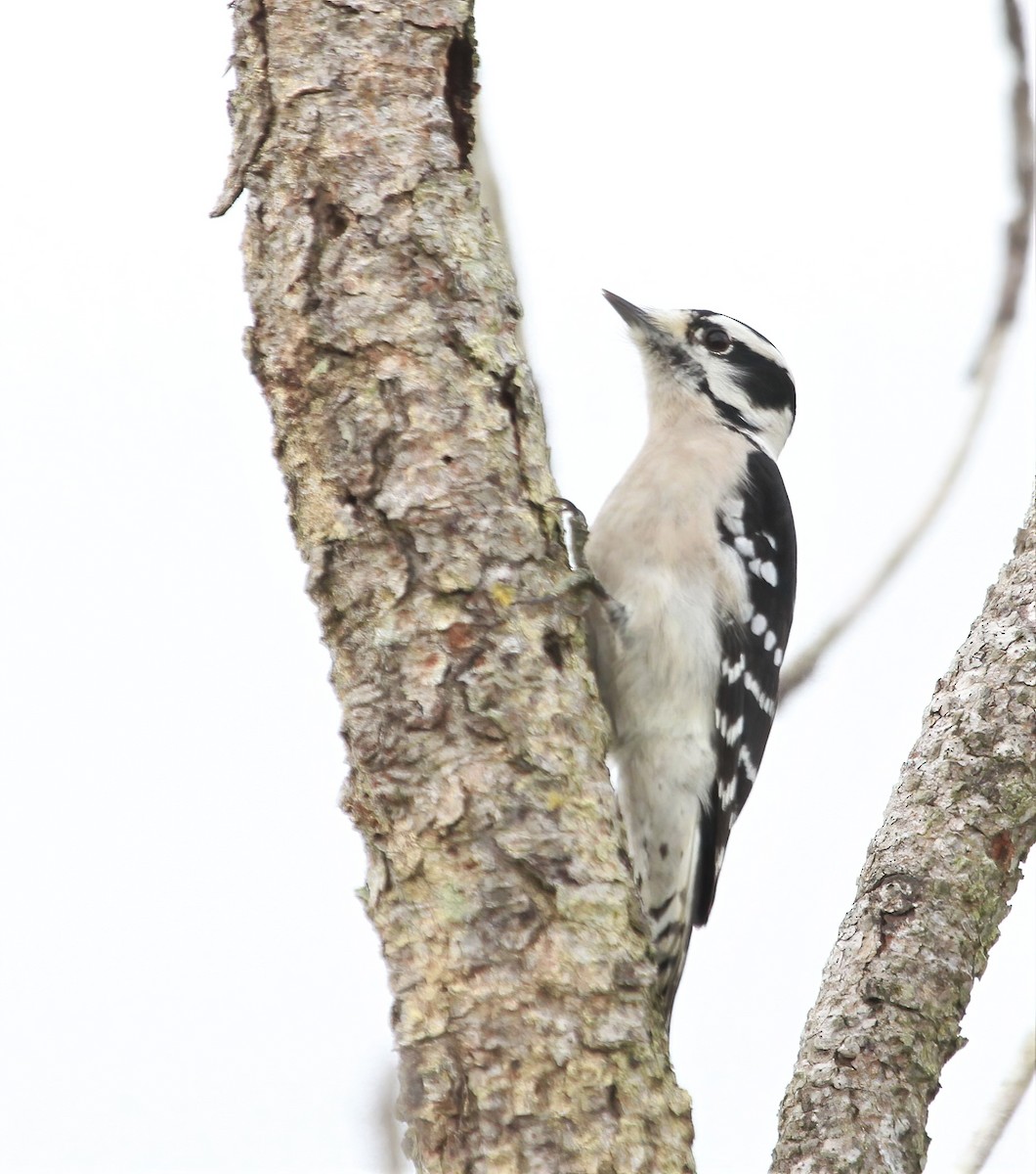 Downy Woodpecker - ML618050103