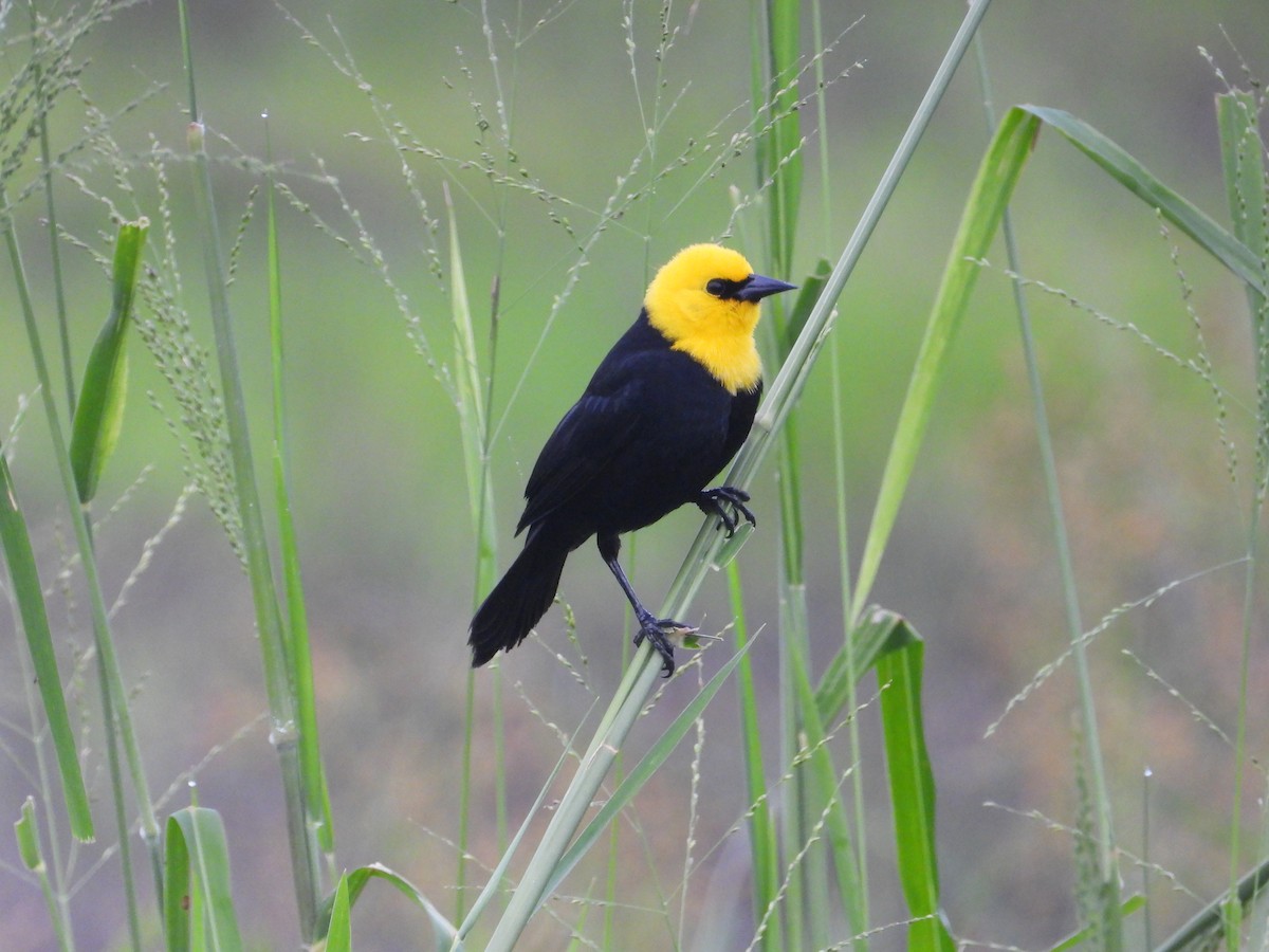 Yellow-hooded Blackbird - Robert Lambeck