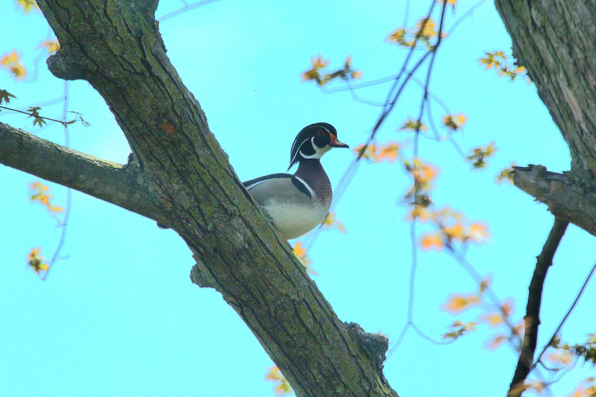 Wood Duck - Curt Fisher