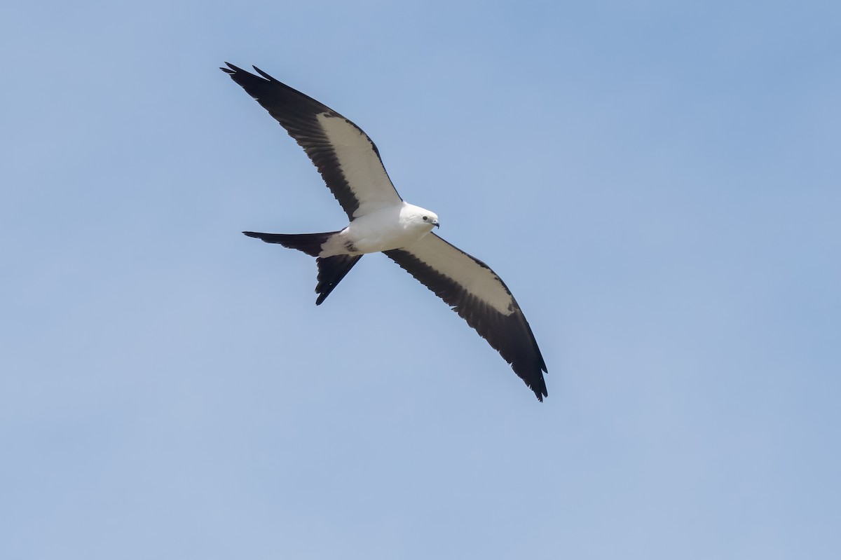 Swallow-tailed Kite - ML618050120