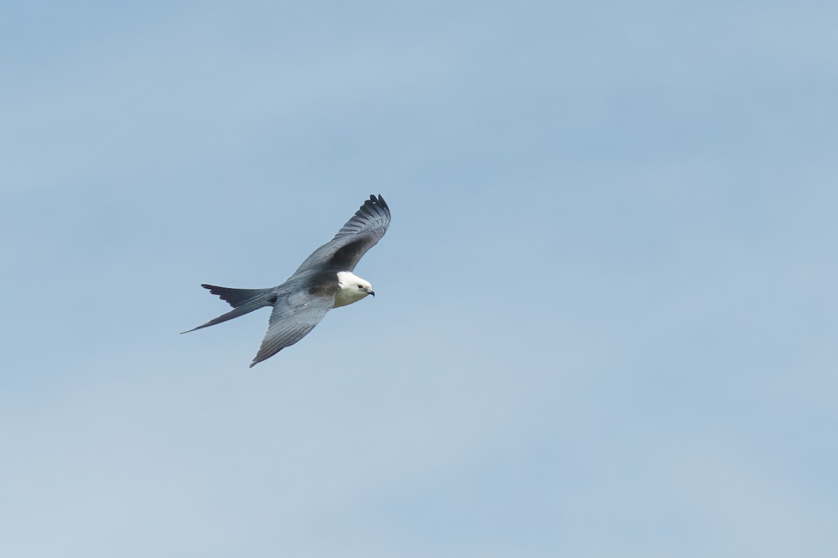 Swallow-tailed Kite - ML618050121