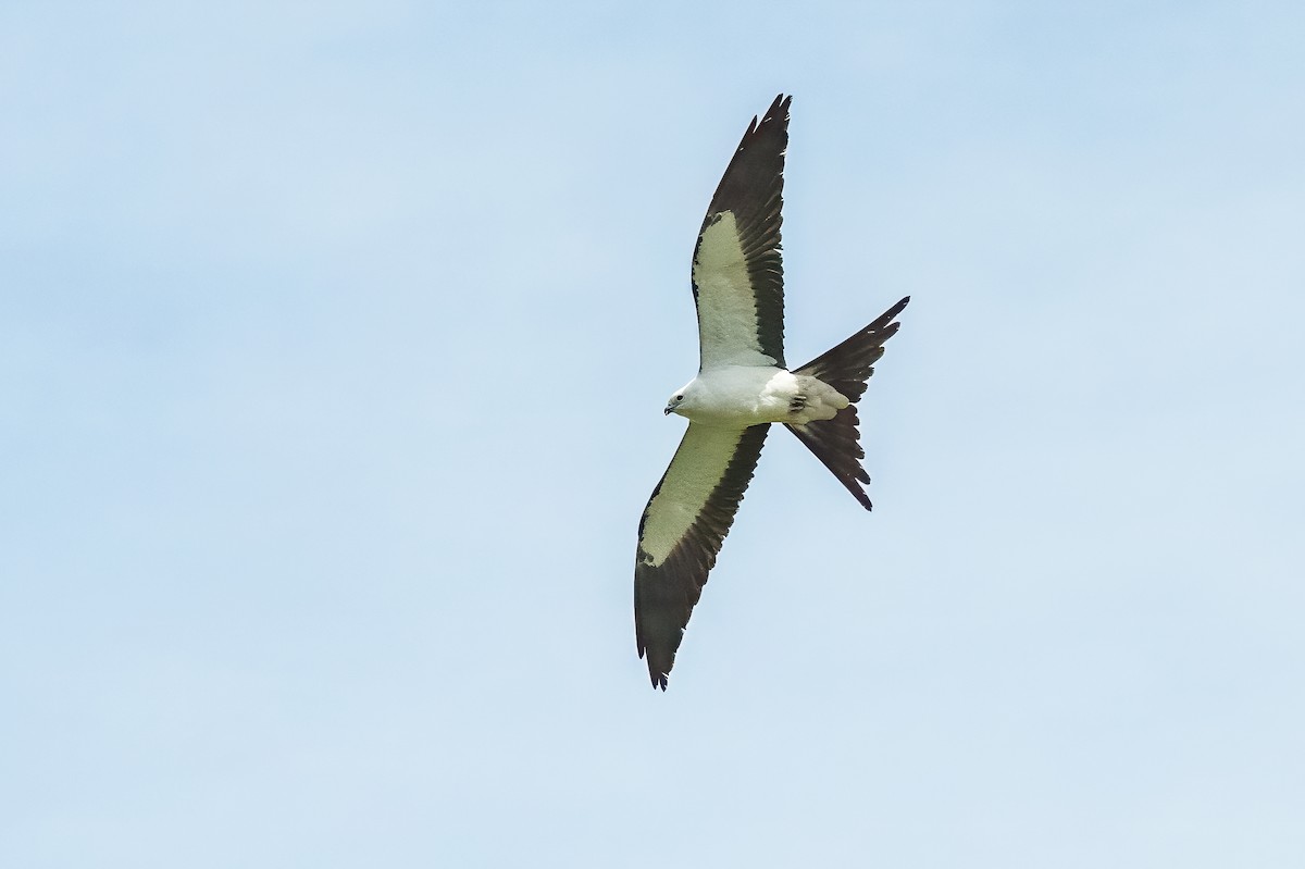 Swallow-tailed Kite - Emily Turteltaub Nelson