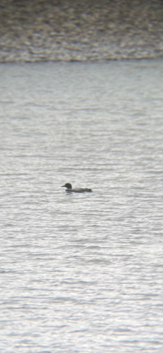 Common Loon - Baylie Nusink