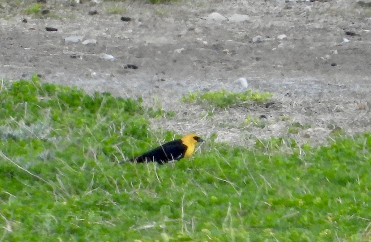 Yellow-headed Blackbird - ML618050153