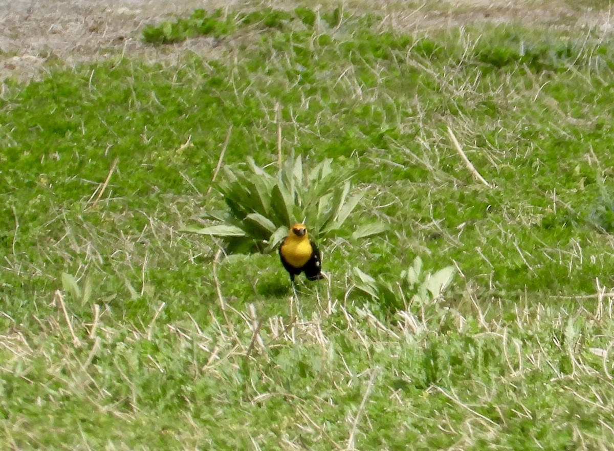 Yellow-headed Blackbird - ML618050154