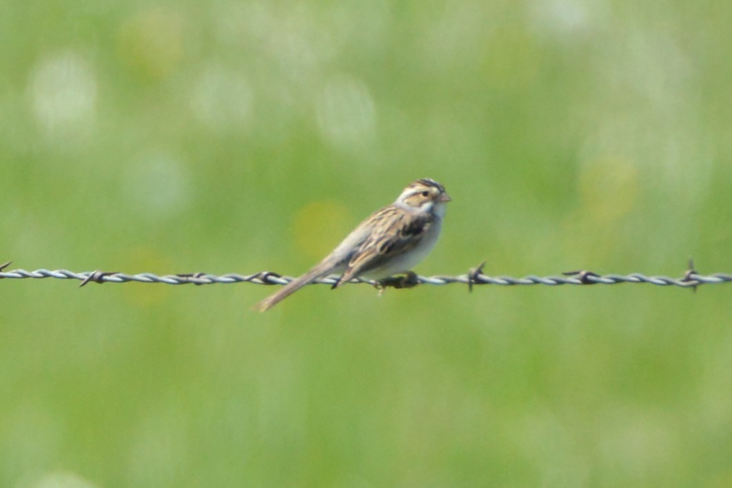 Clay-colored Sparrow - ML618050165