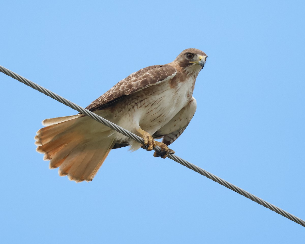 Red-tailed Hawk - Letha Slagle