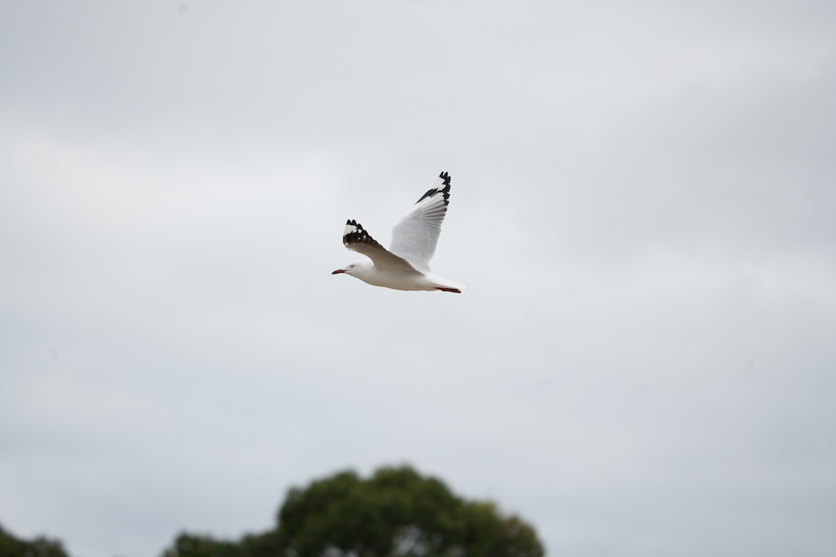 紐澳紅嘴鷗 - ML618050175