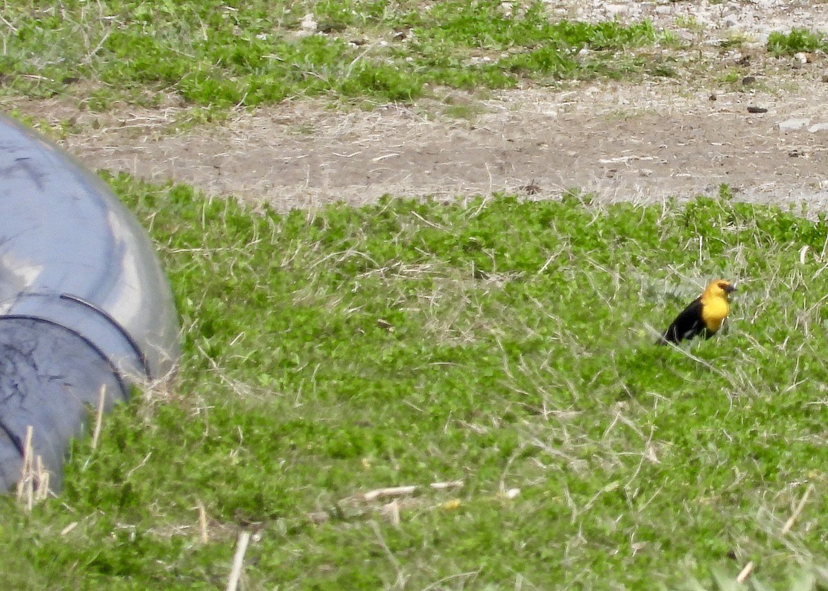 Yellow-headed Blackbird - ML618050199