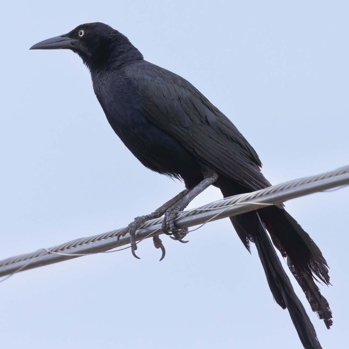 Great-tailed Grackle - ML618050226