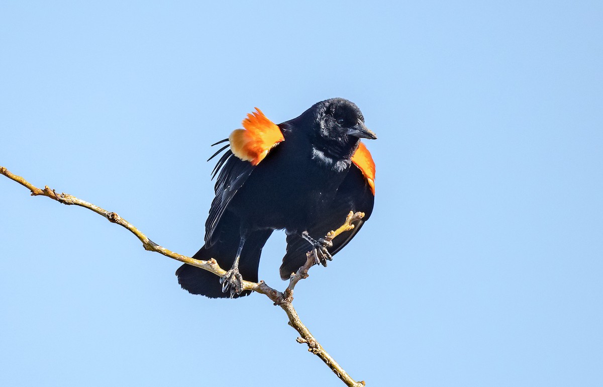 Red-winged Blackbird (Red-winged) - ML618050245