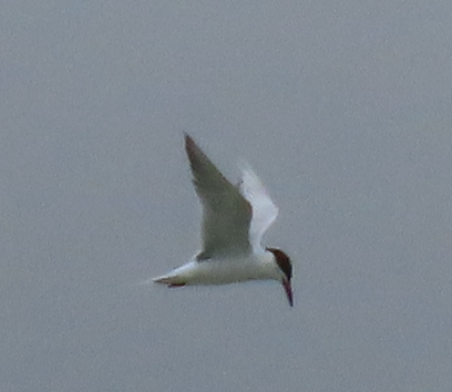 Forster's Tern - Maia Ginsburg