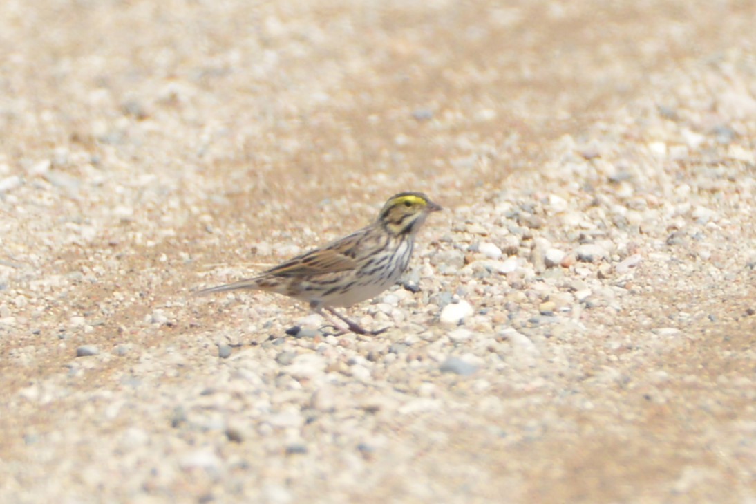 Savannah Sparrow - ML618050260