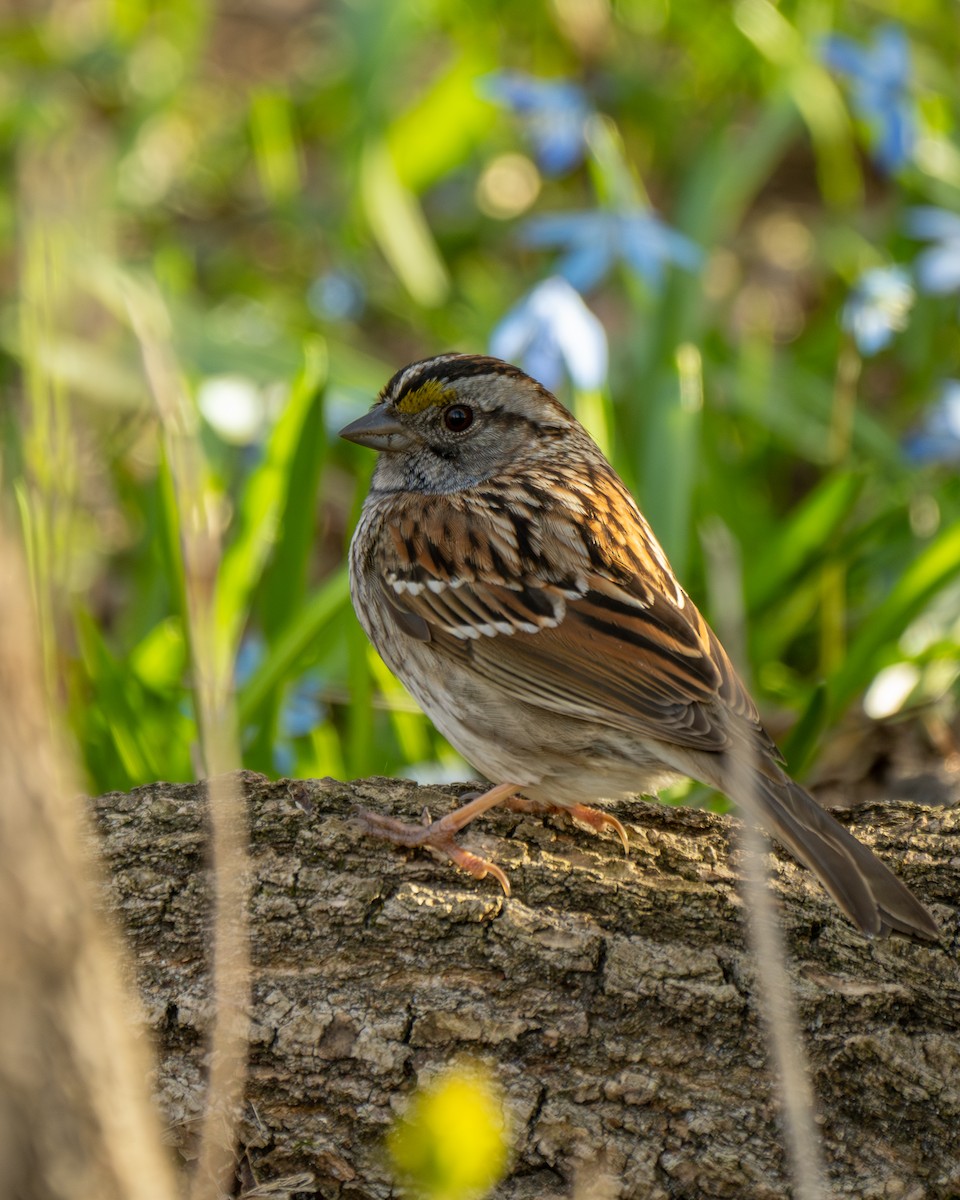 White-throated Sparrow - David Howe & Rosanne Dawson