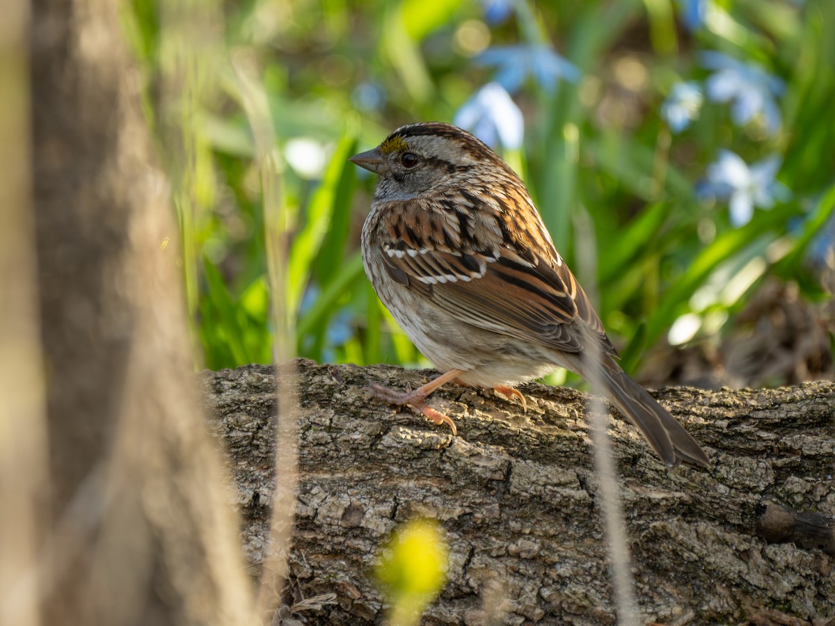 White-throated Sparrow - ML618050268