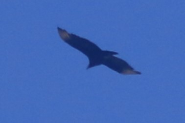 Black Vulture - ML618050312