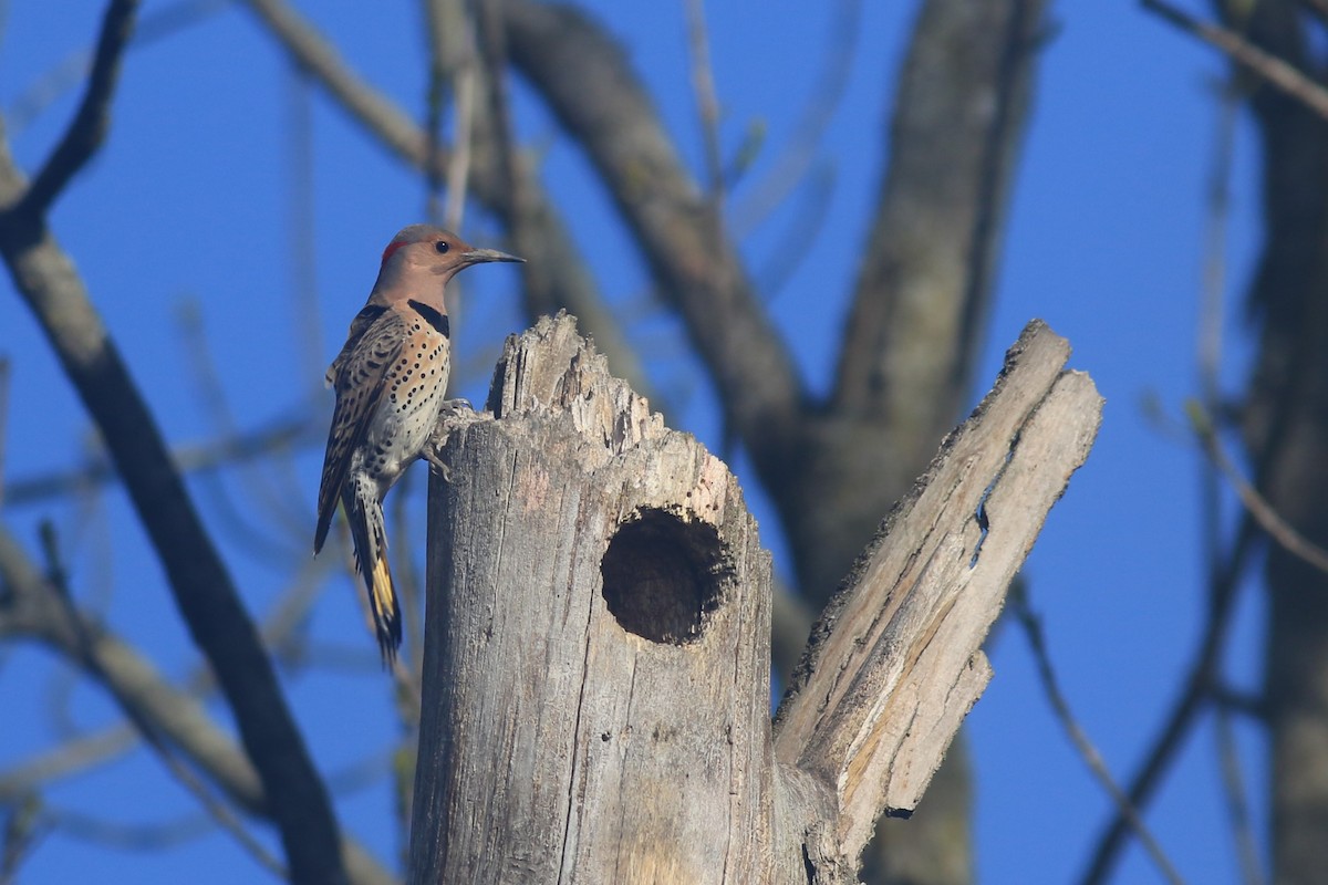 Northern Flicker (Yellow-shafted) - ML618050343