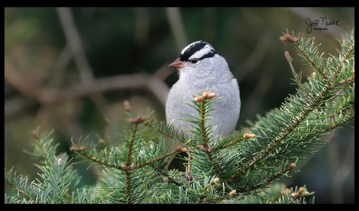 White-crowned Sparrow - Jeffrey Nadler