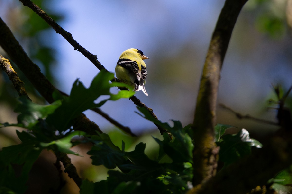American Goldfinch - kasey foley