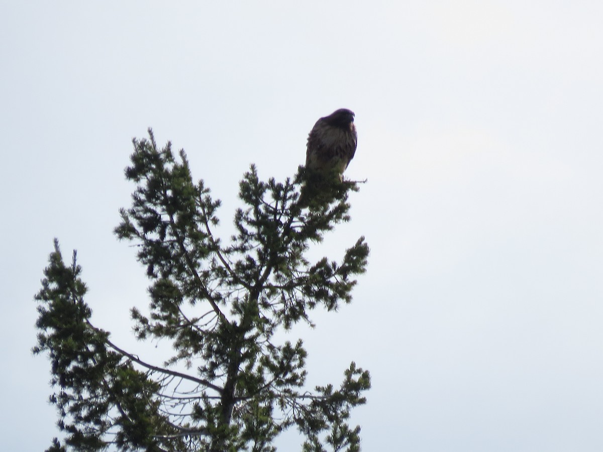 Red-tailed Hawk - ML618050390