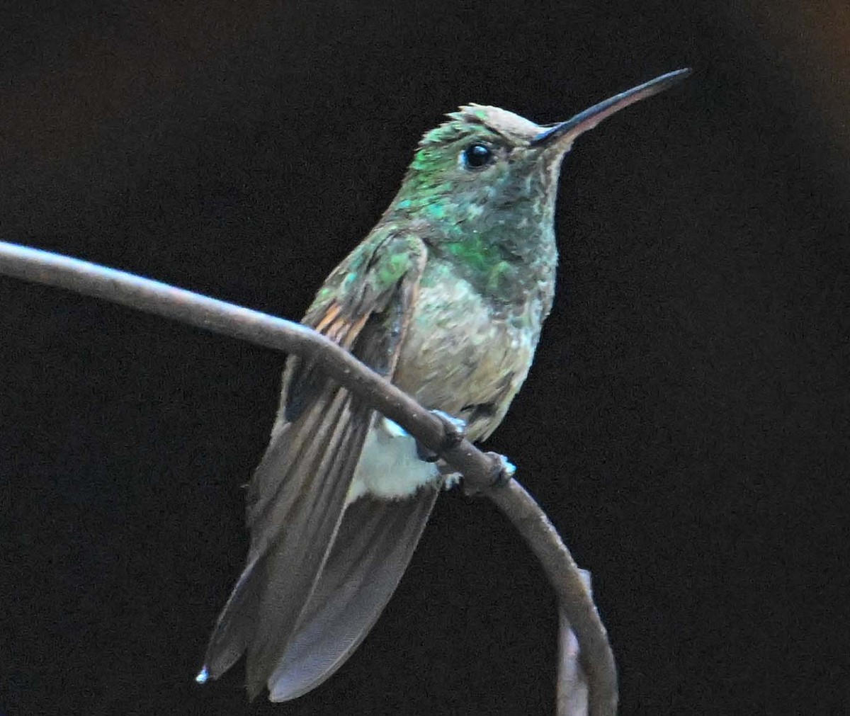 Berylline Hummingbird - Jim Krakowski