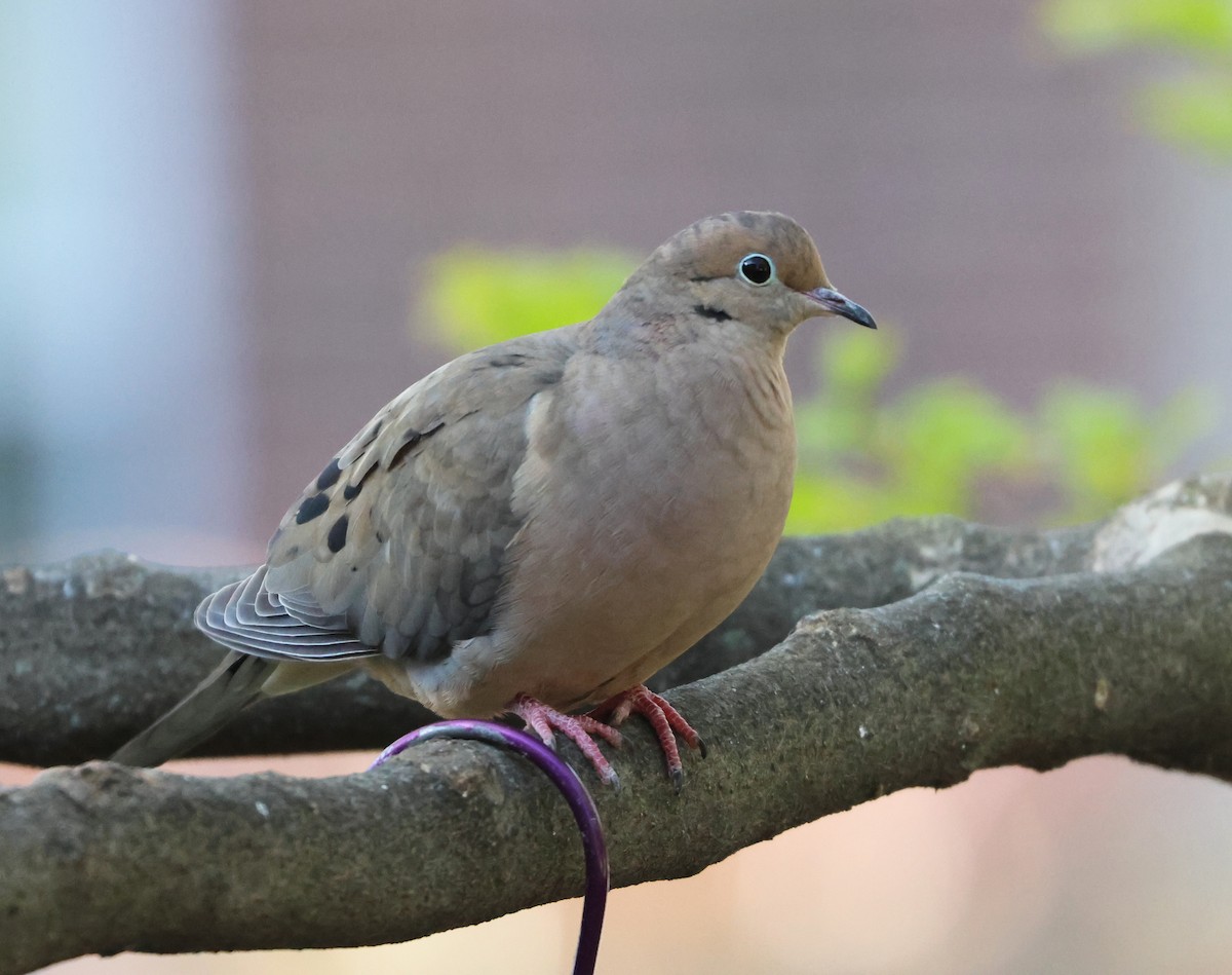 Mourning Dove - Maria Pacheco