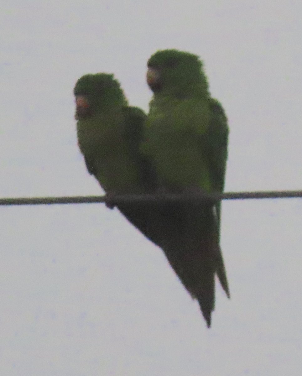 Green Parakeet - ML618050479