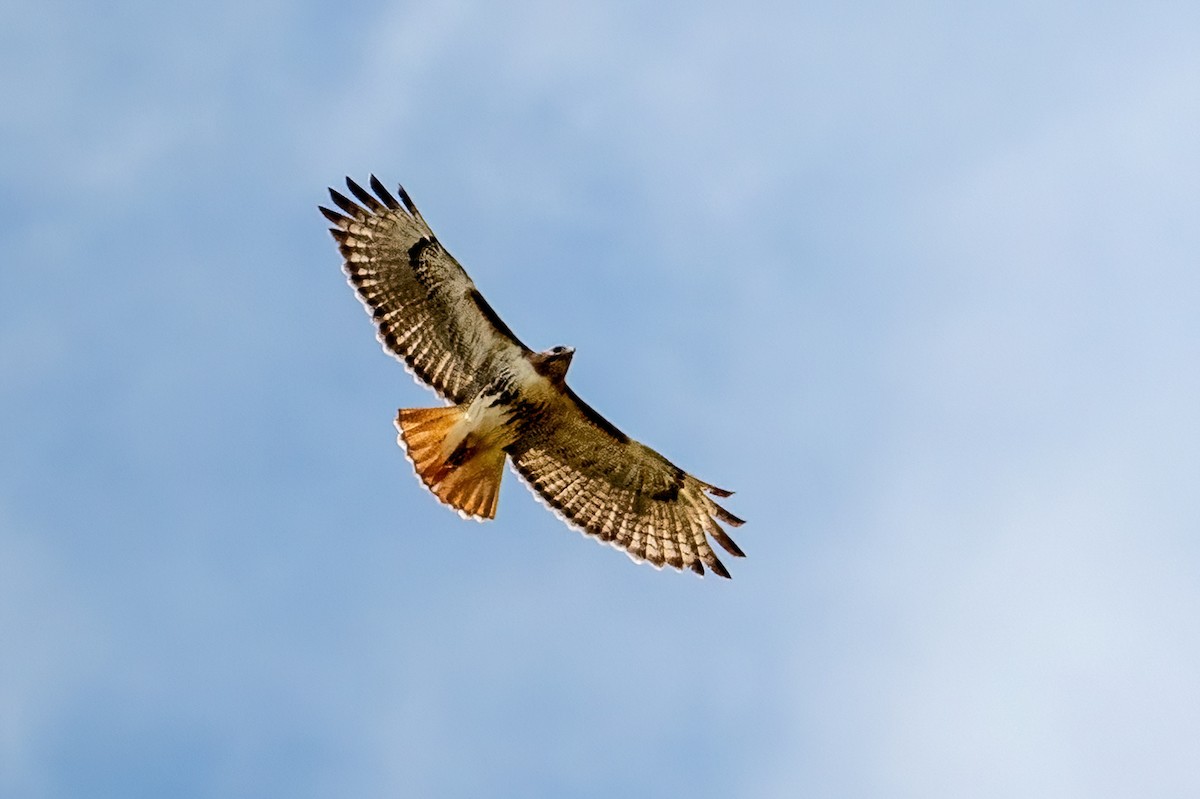 Red-tailed Hawk - James Hoagland