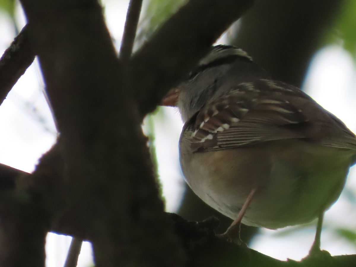 White-crowned Sparrow (Dark-lored) - ML618050541