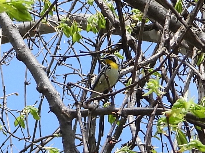 Yellow-throated Warbler - ML618050547