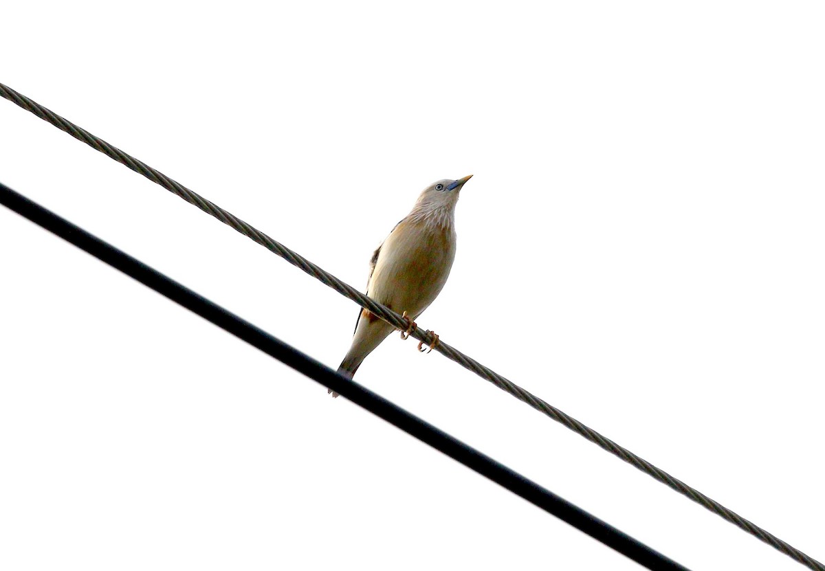Chestnut-tailed Starling - ML618050566