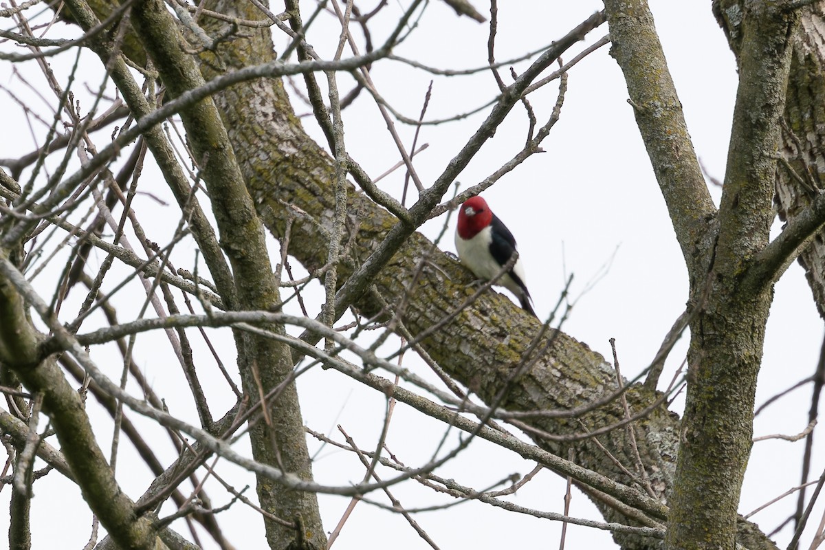 Red-headed Woodpecker - ML618050571