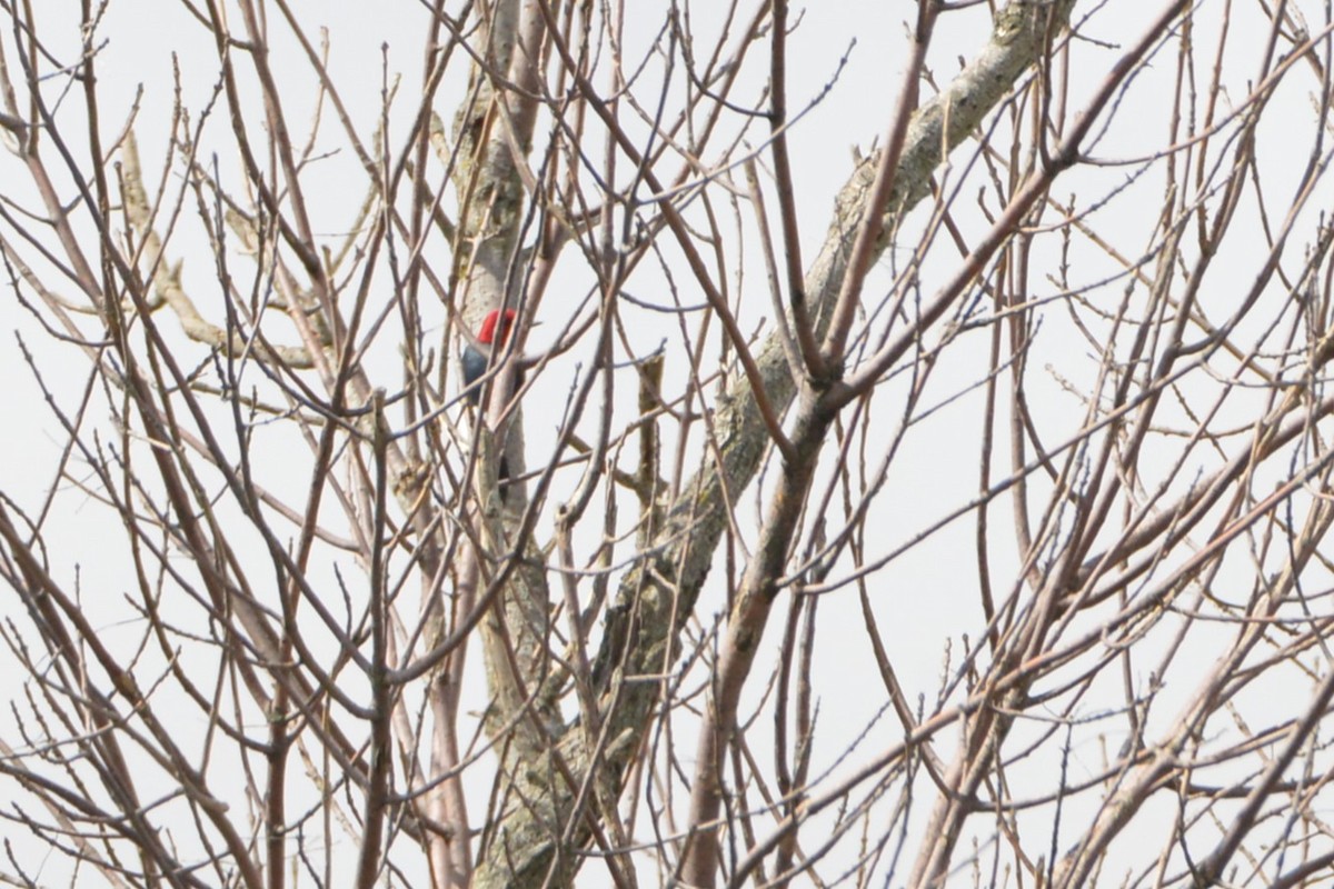 Red-headed Woodpecker - Victor Webber