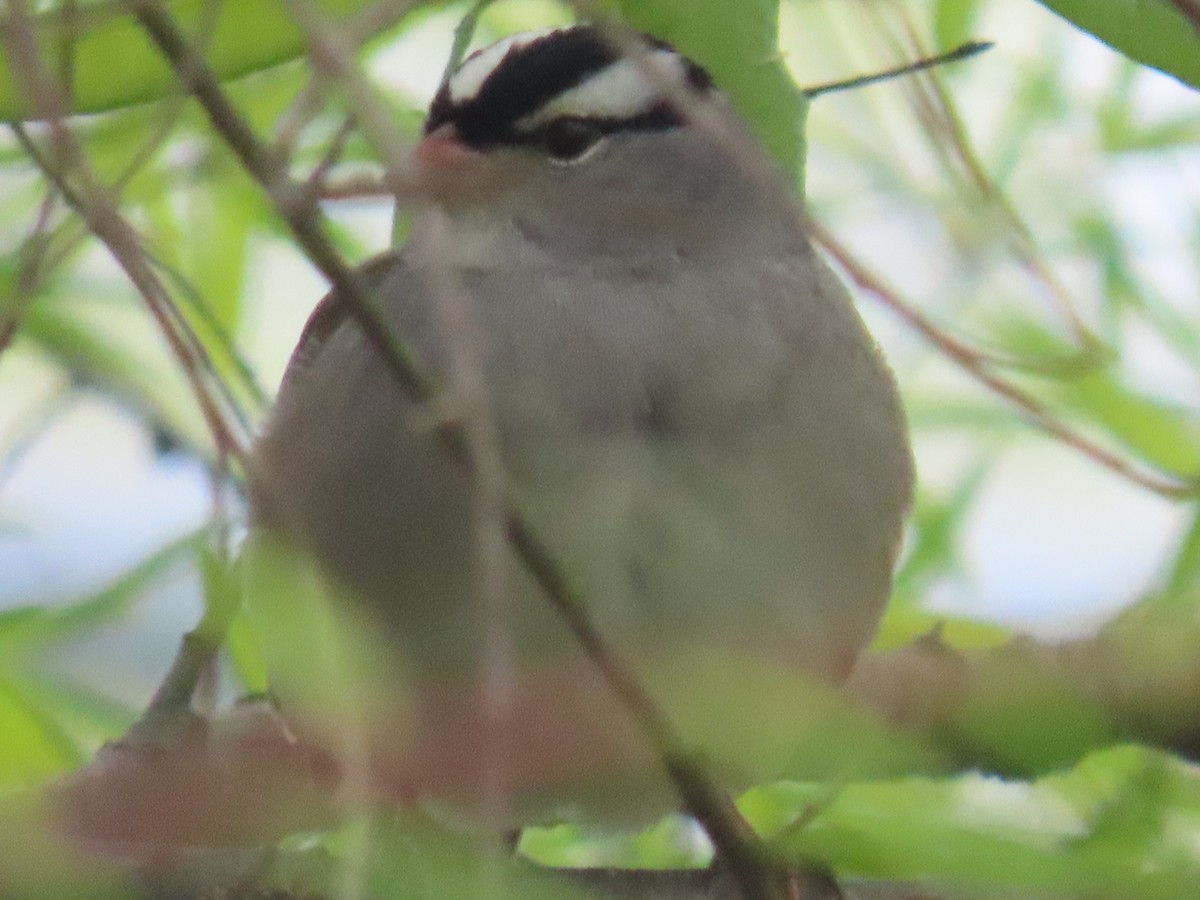 White-crowned Sparrow (Dark-lored) - ML618050574