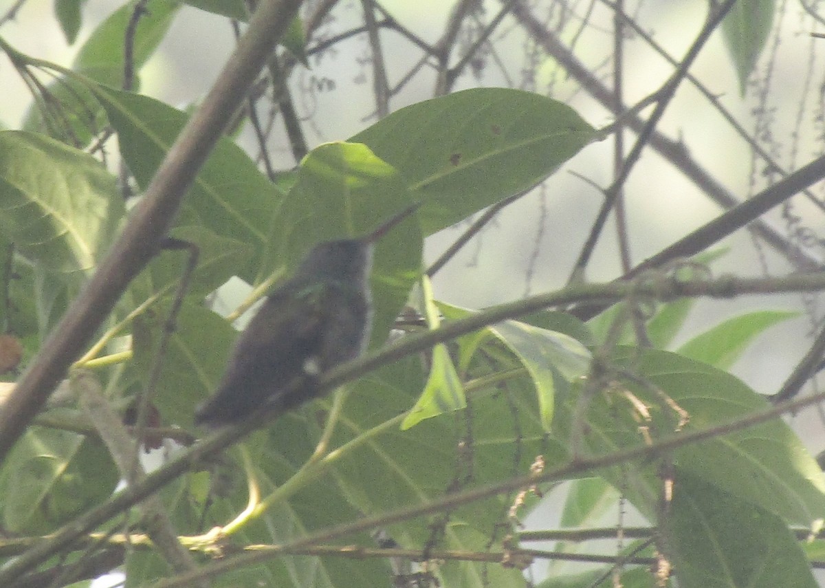 Berylline Hummingbird - ML618050577